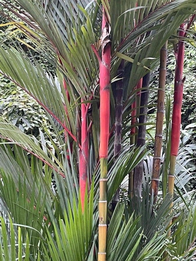 Palma rossetto 14