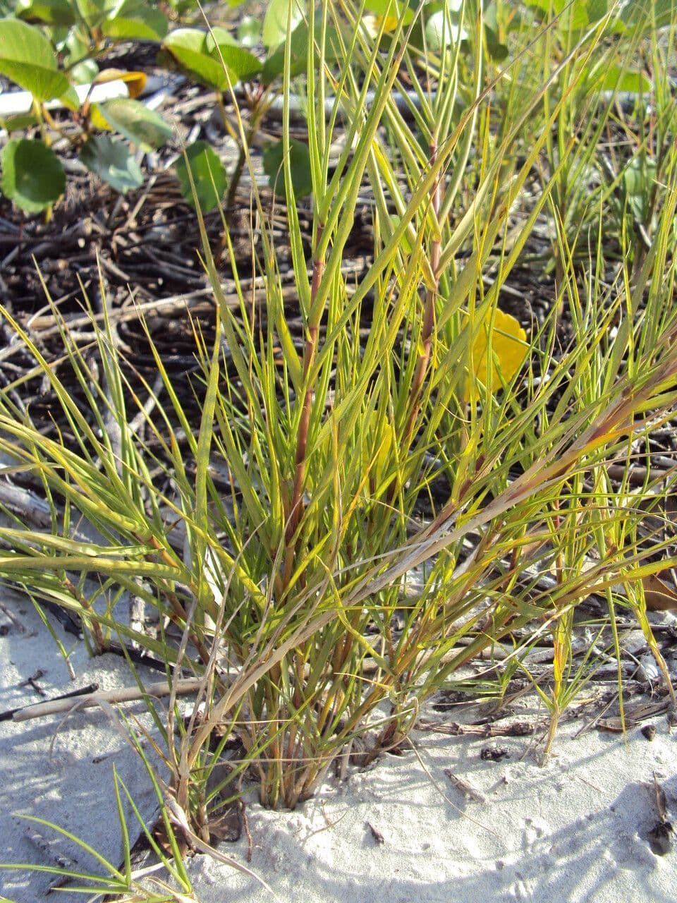 Sporobolus virginicus 5