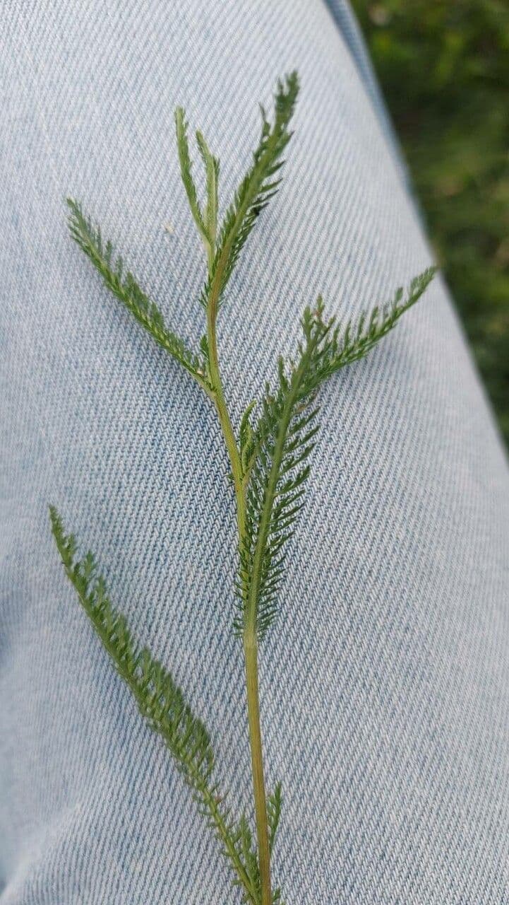 Achillea roseo-alba 12
