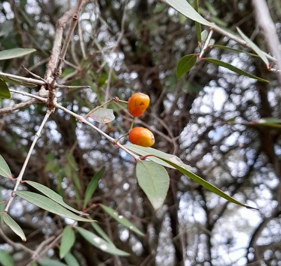 Blepharocalyx 4