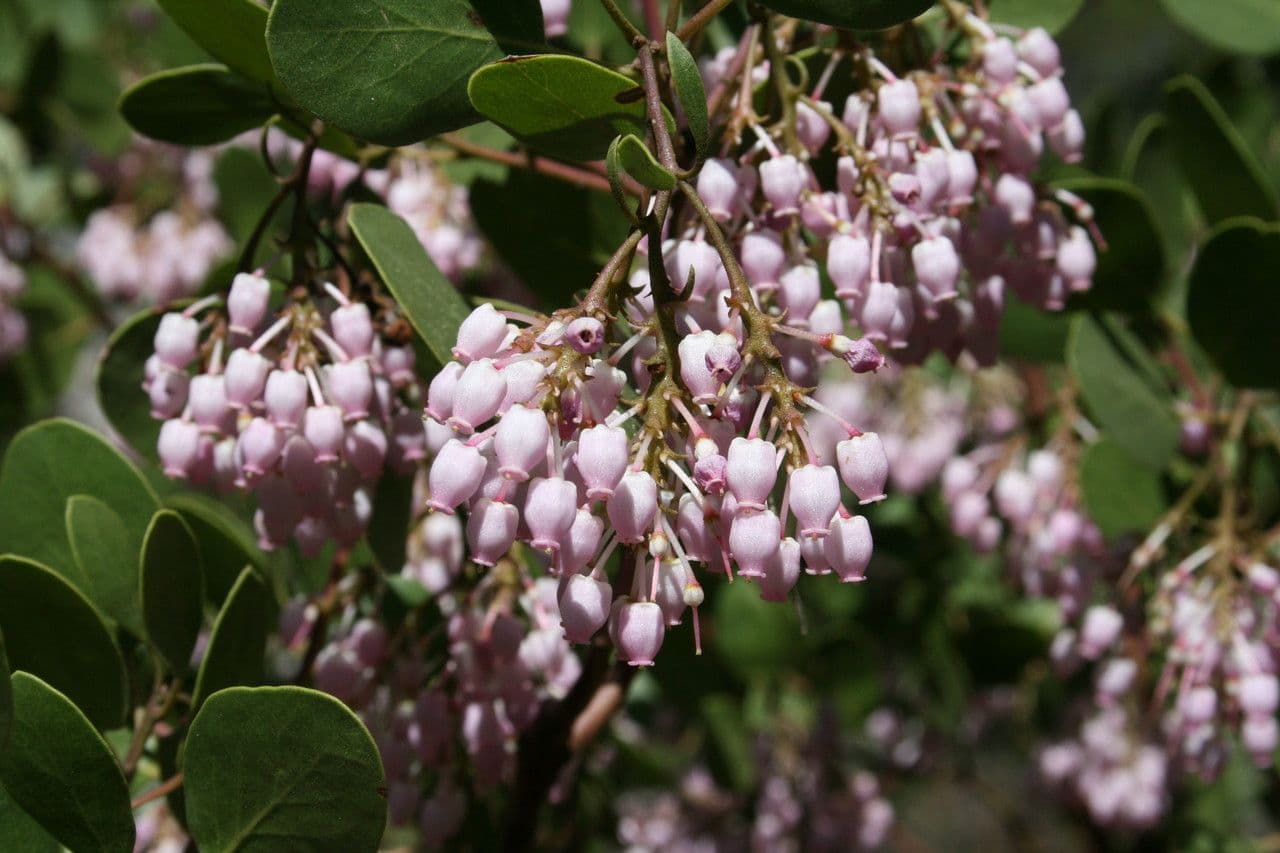 Arbutus patula 7