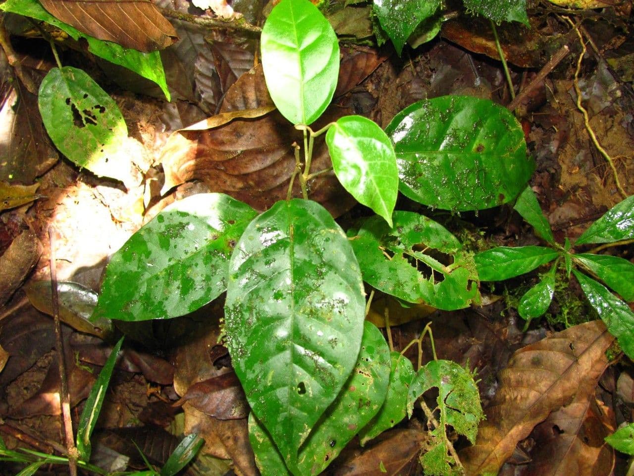 Croton 13