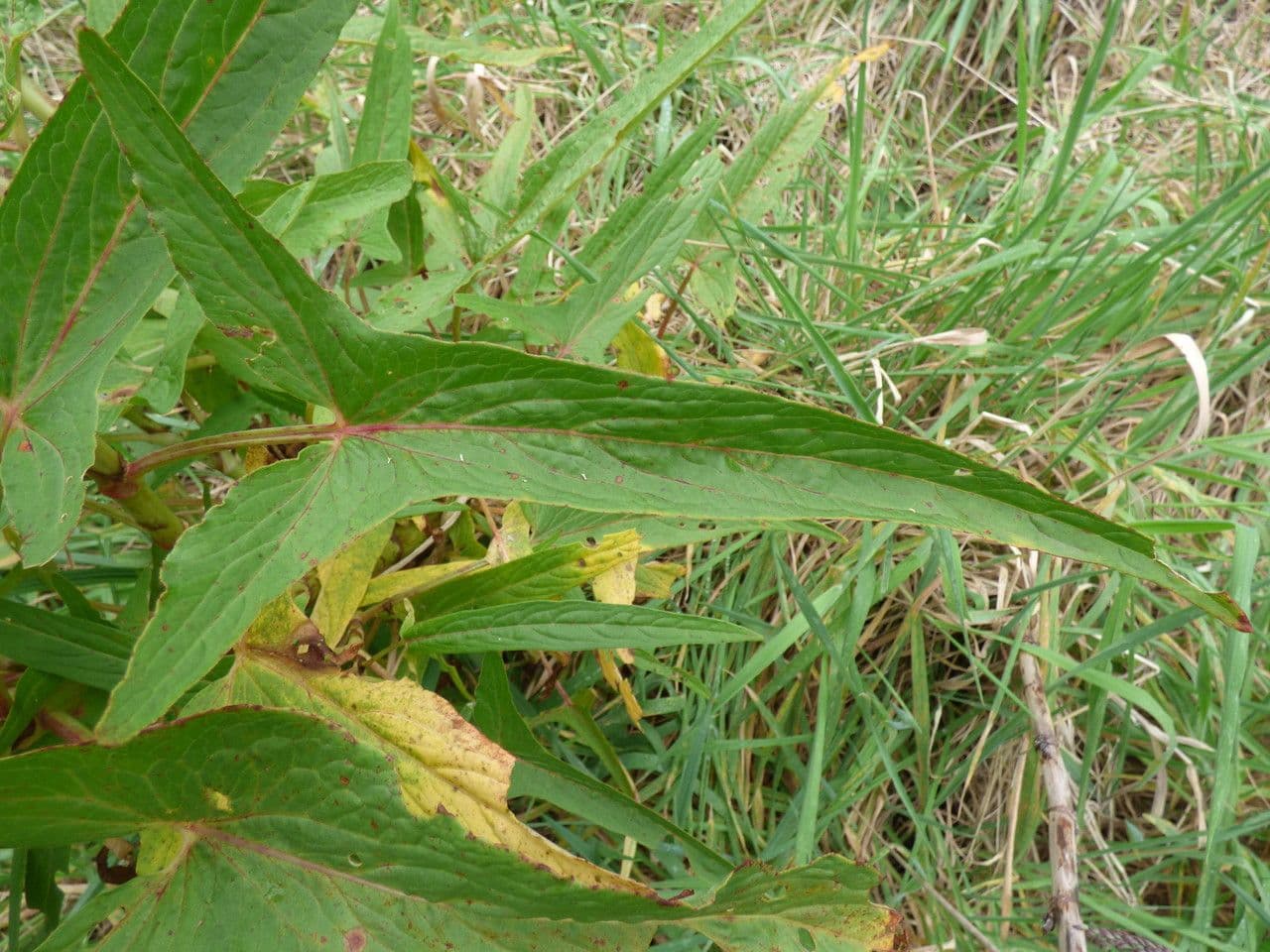 Acetosa abissina 9