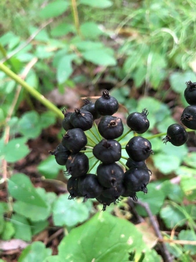 Aralia a stelo nudo 2
