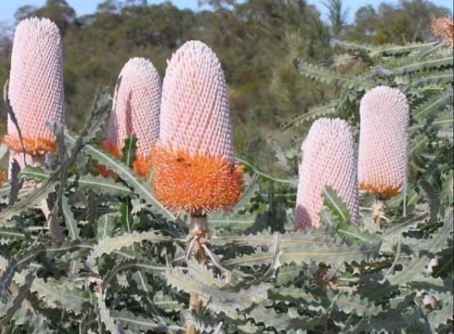 Banksia prionotes 4