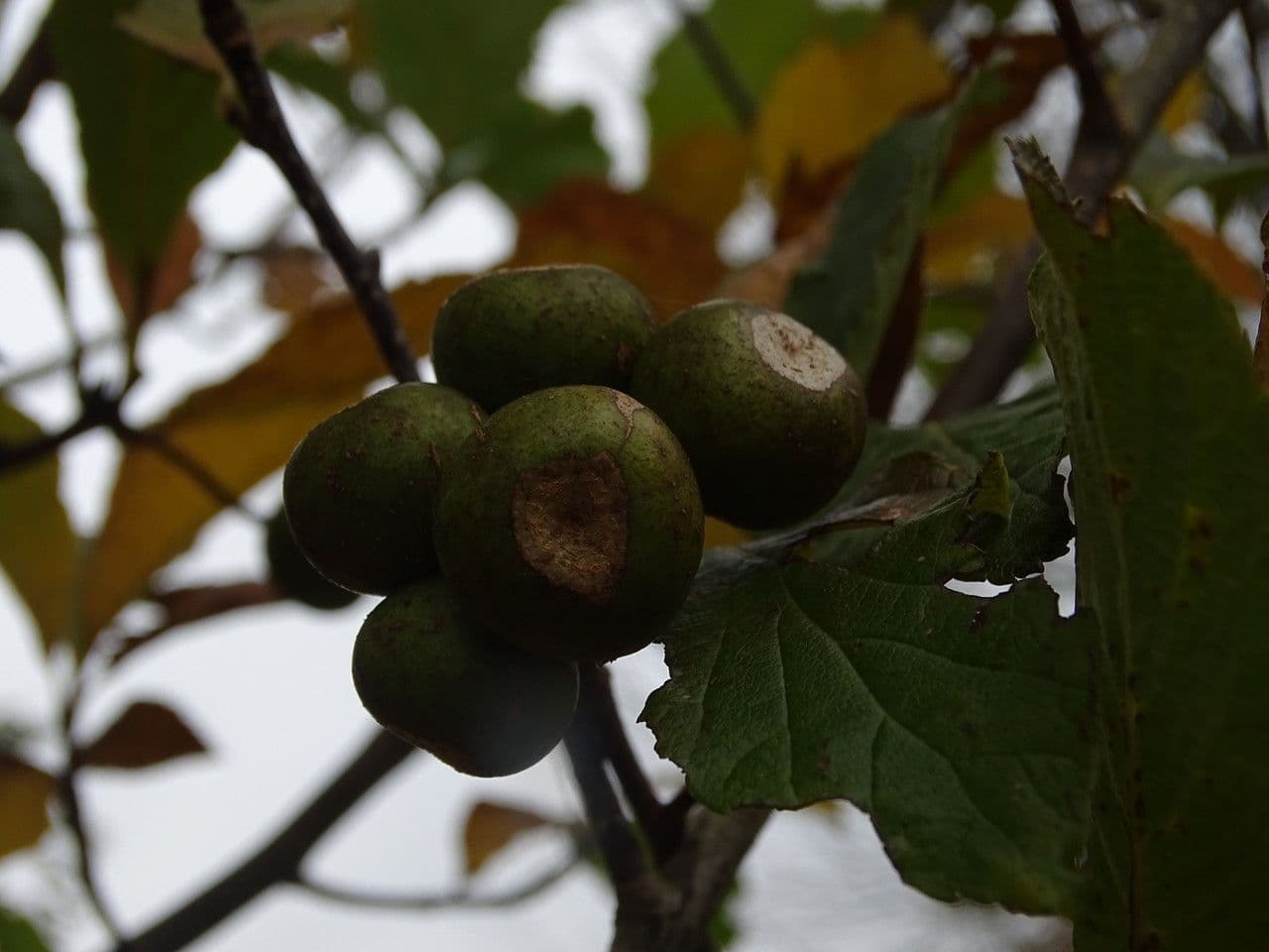 Thomsonaria