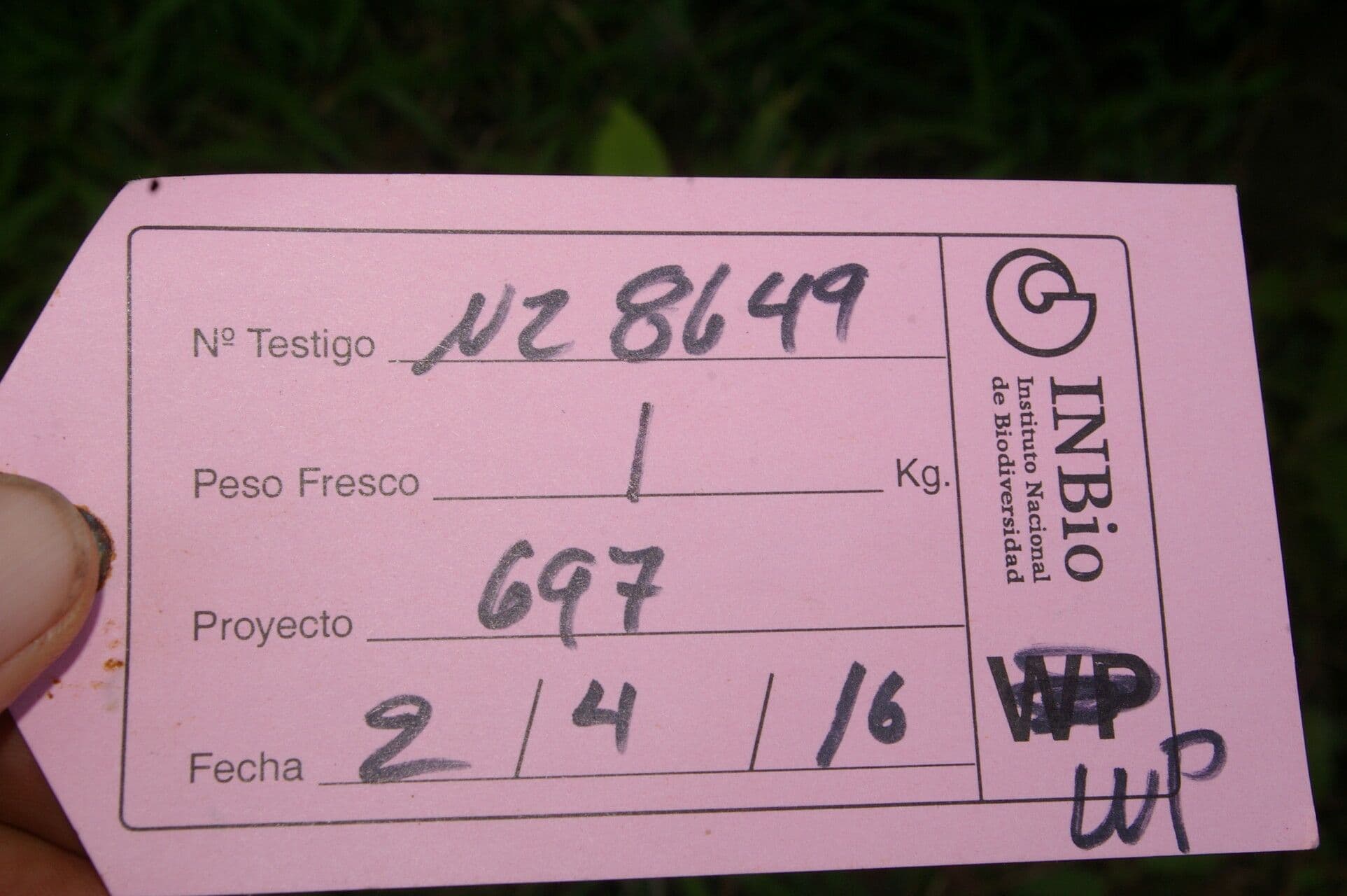 Aciotis 15