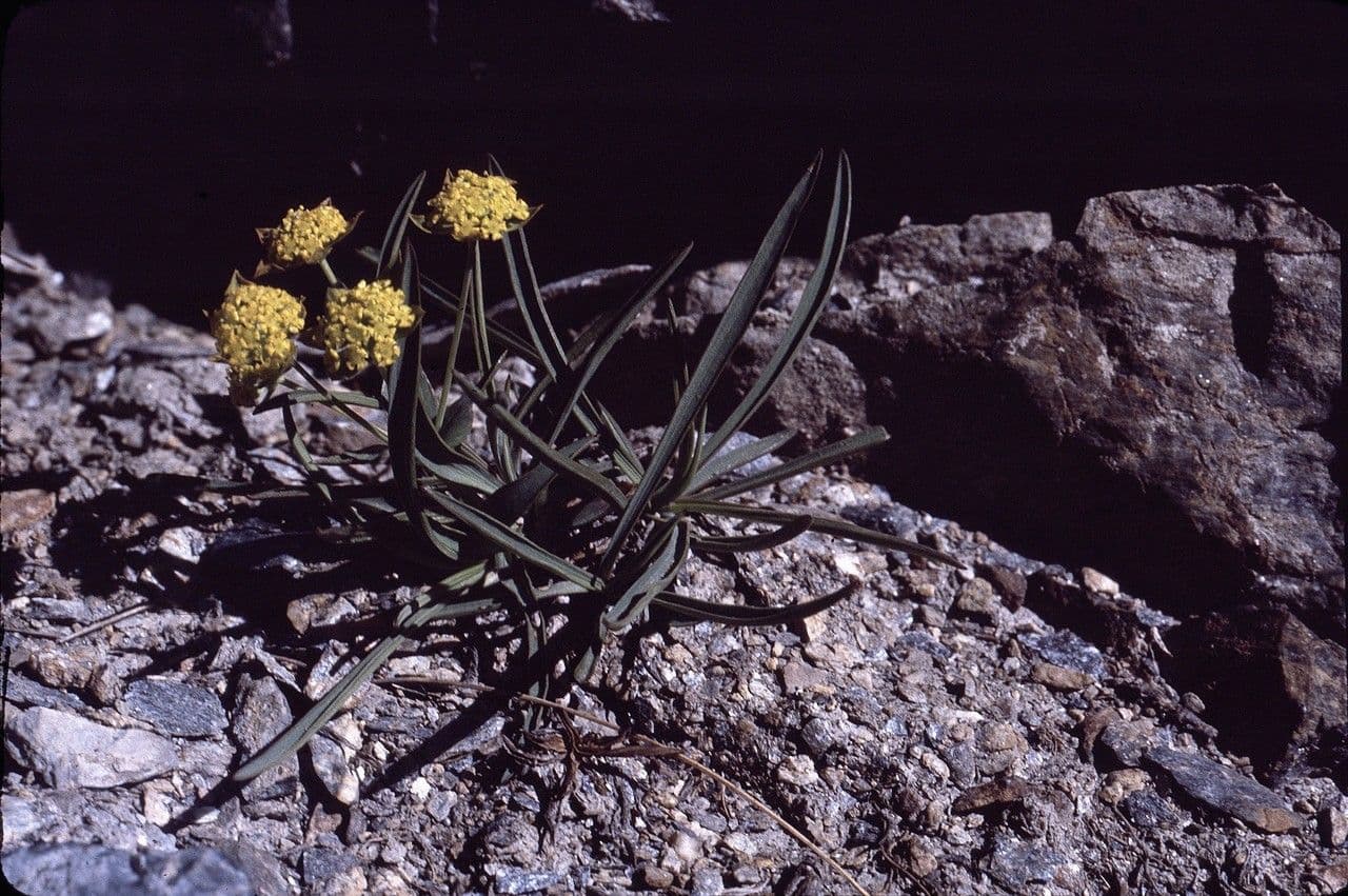 Bupleuro ranuncoloide 13