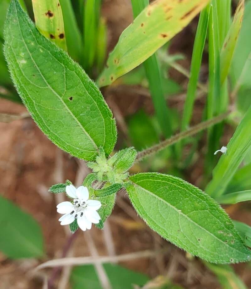 Aspilia