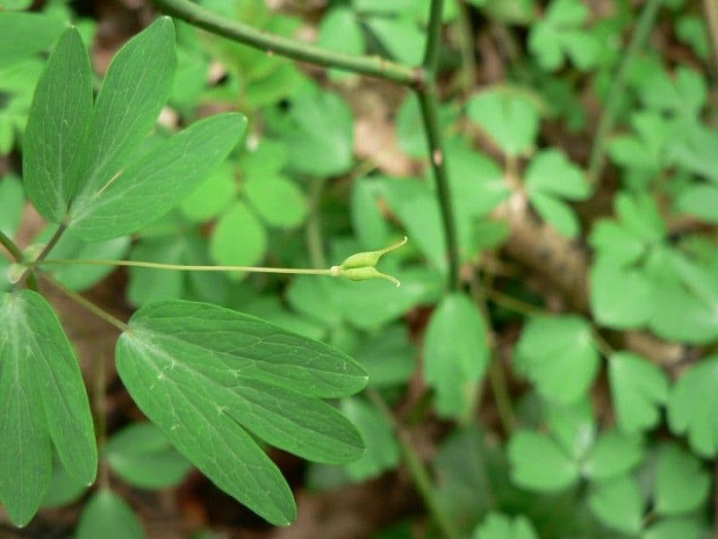 Glockenblume 19