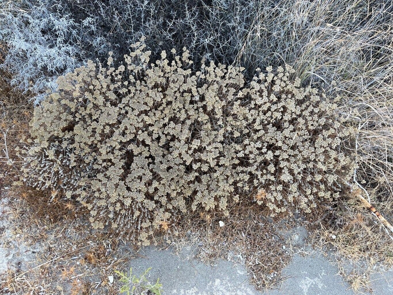 Achillea di Creta 6