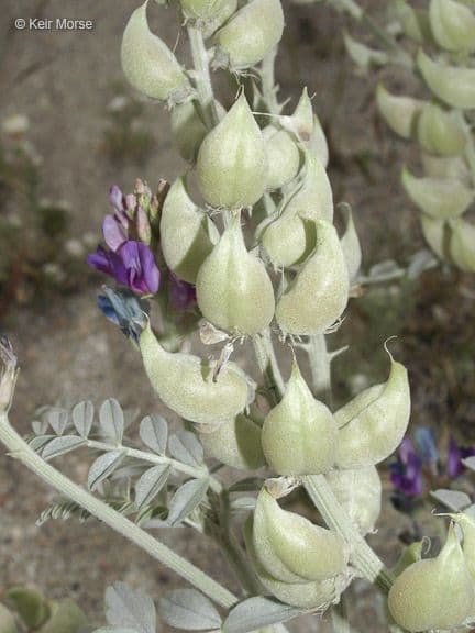 Astragalo maculato 3