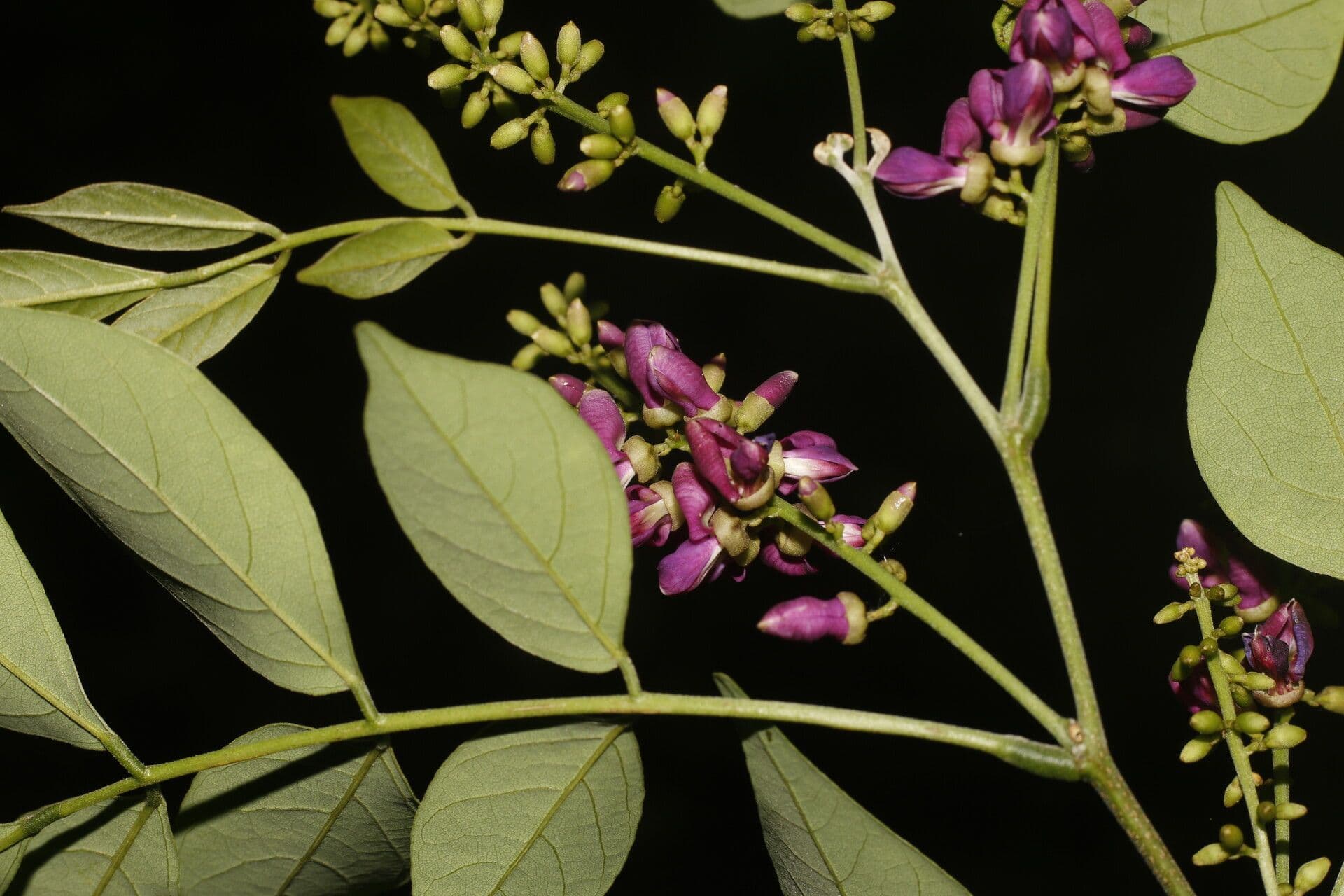 Lonchocarpus