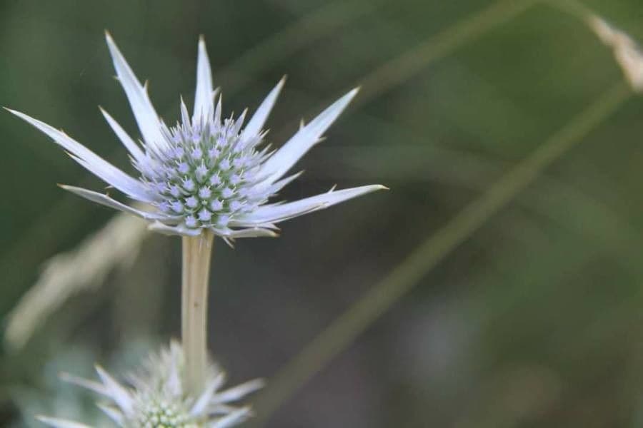 Panicaut champêtre 16