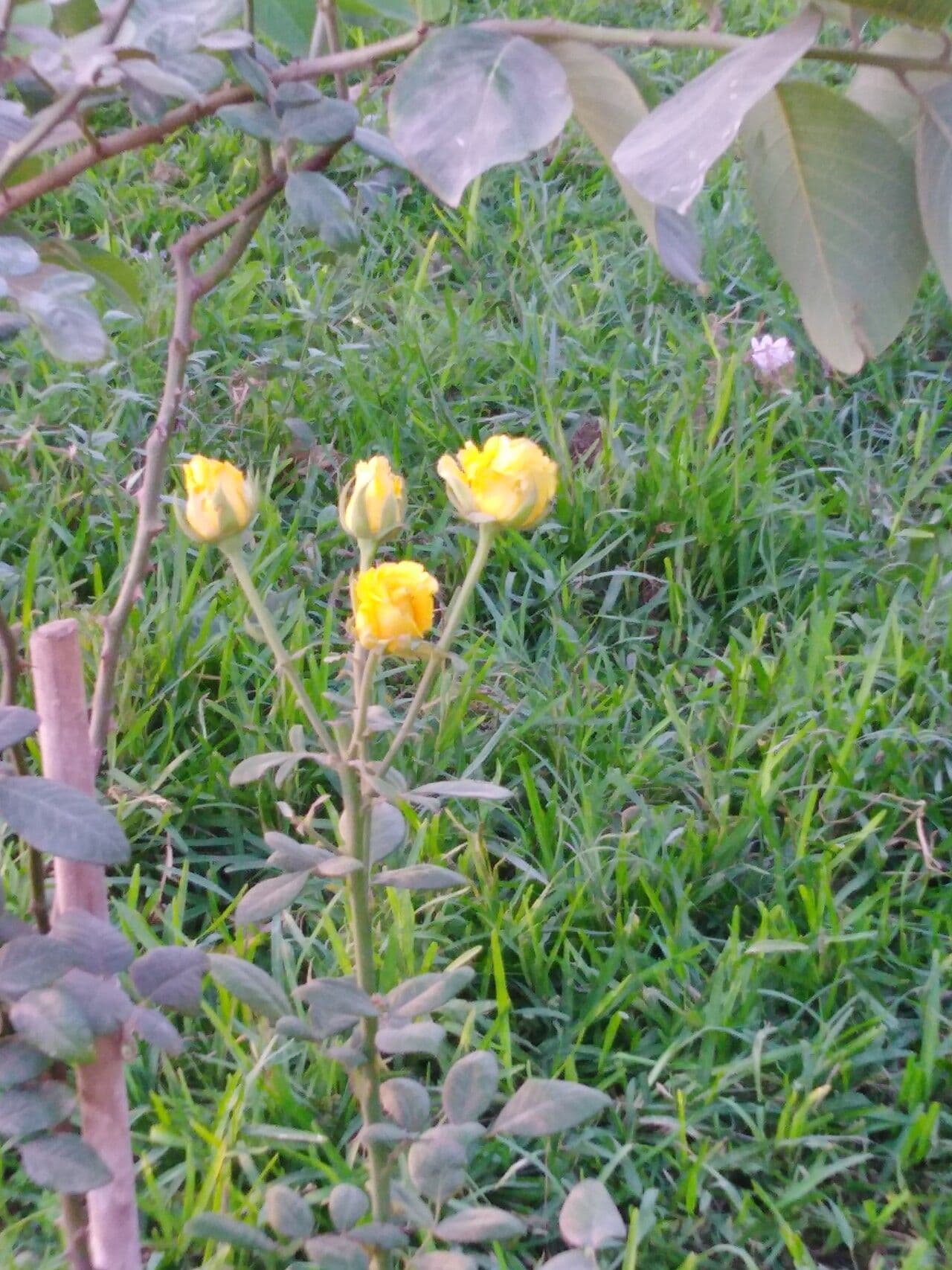 Globeflora asiática 9