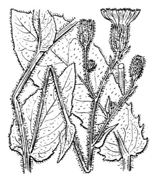Hieracium 2
