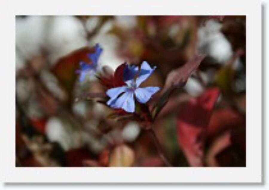 Ceratostigma 2