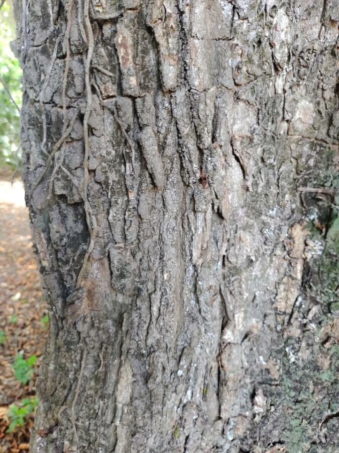 Chrysophyllum mexické 11