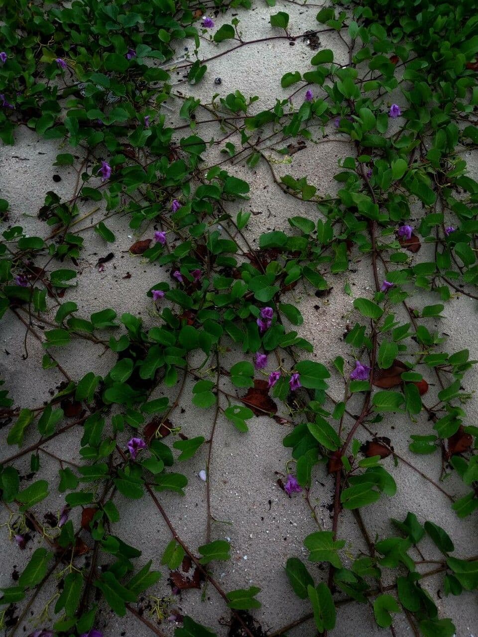 Campanella piede di capra 27