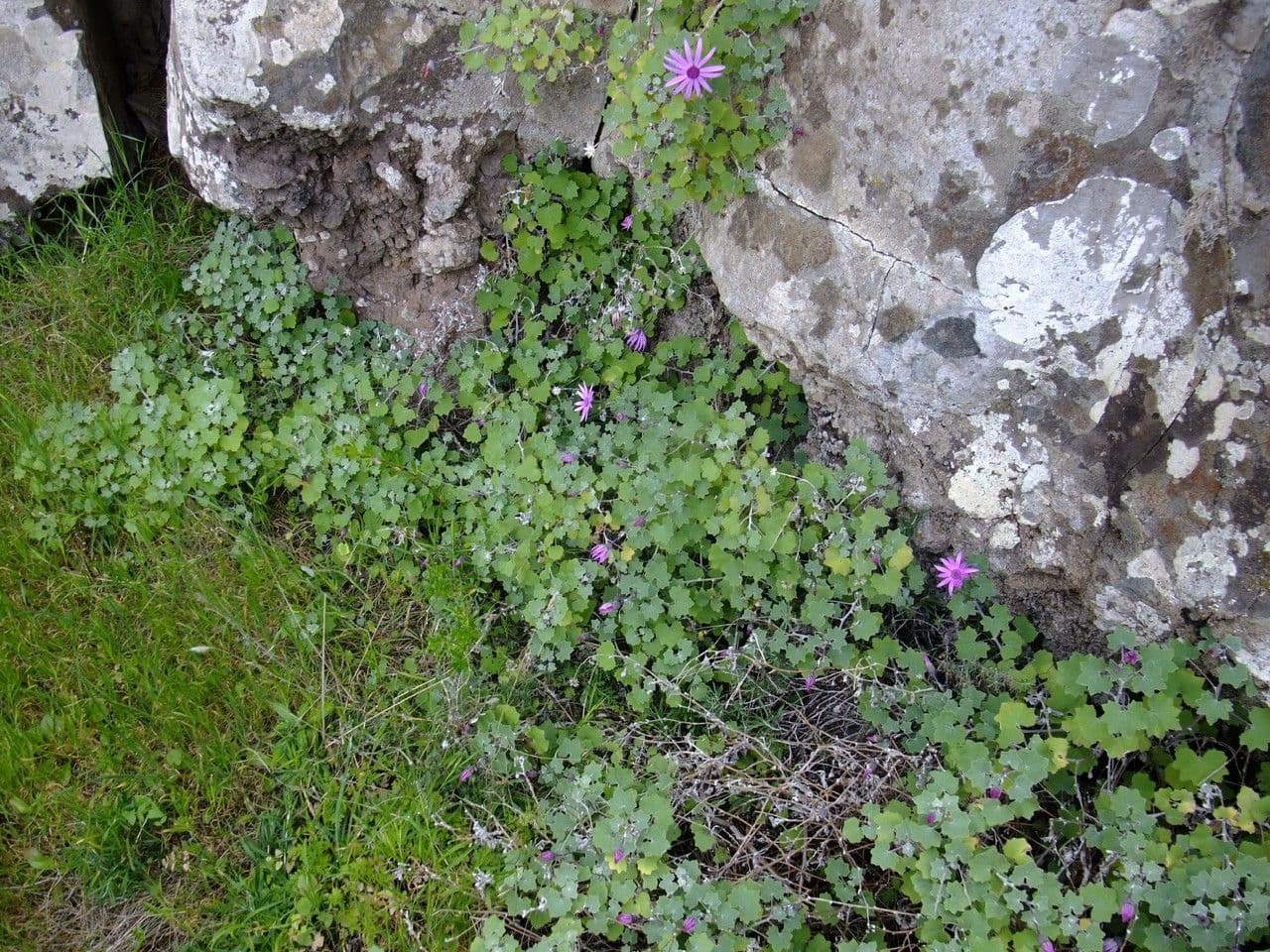 Pericallis 10