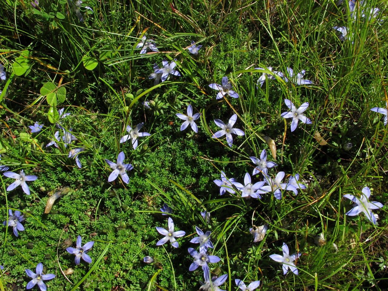 Cyananthus 10