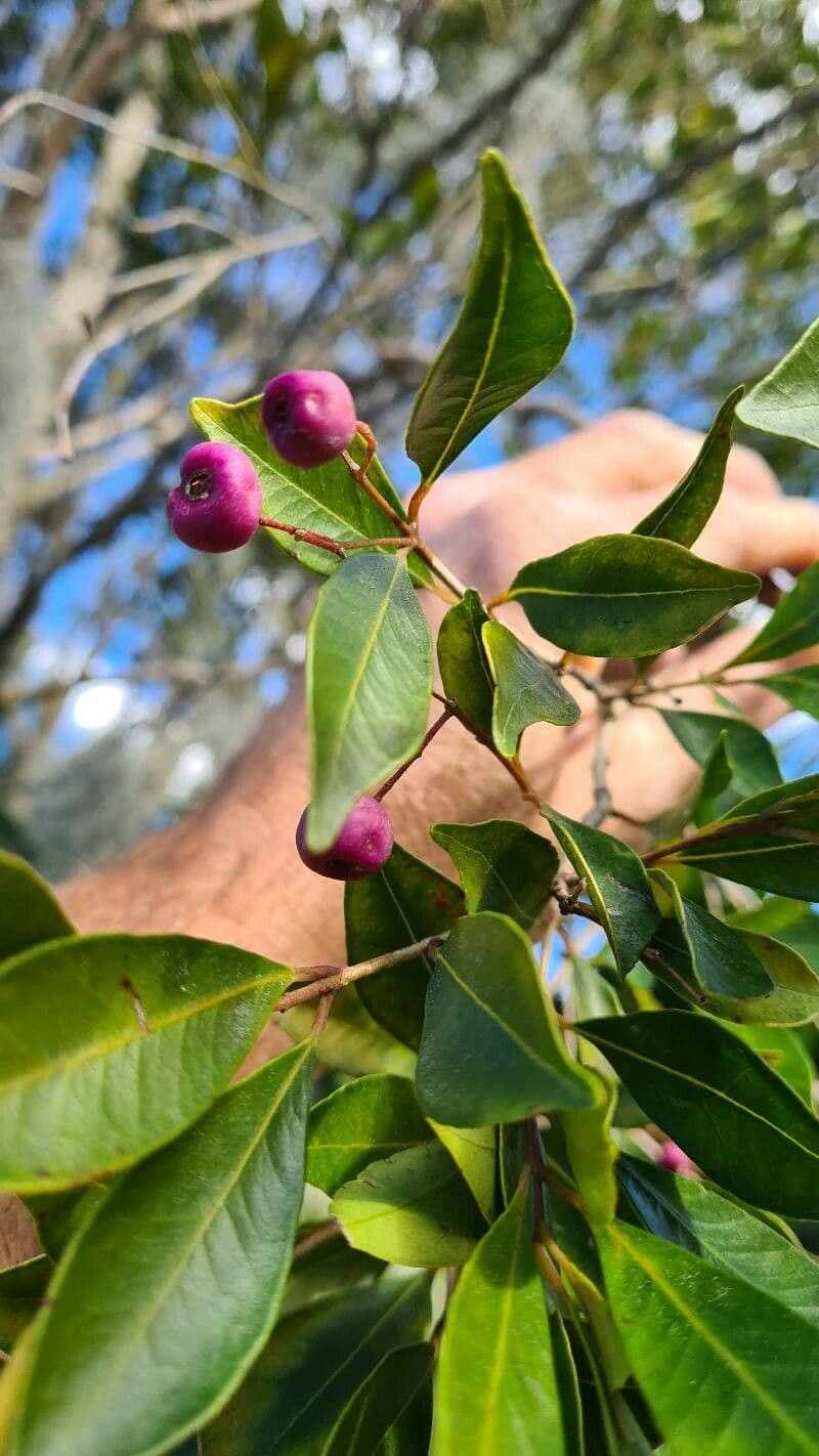 Syzygium paniculatum 16