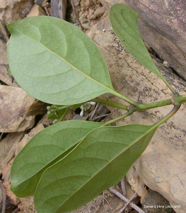 Coelospermum 13