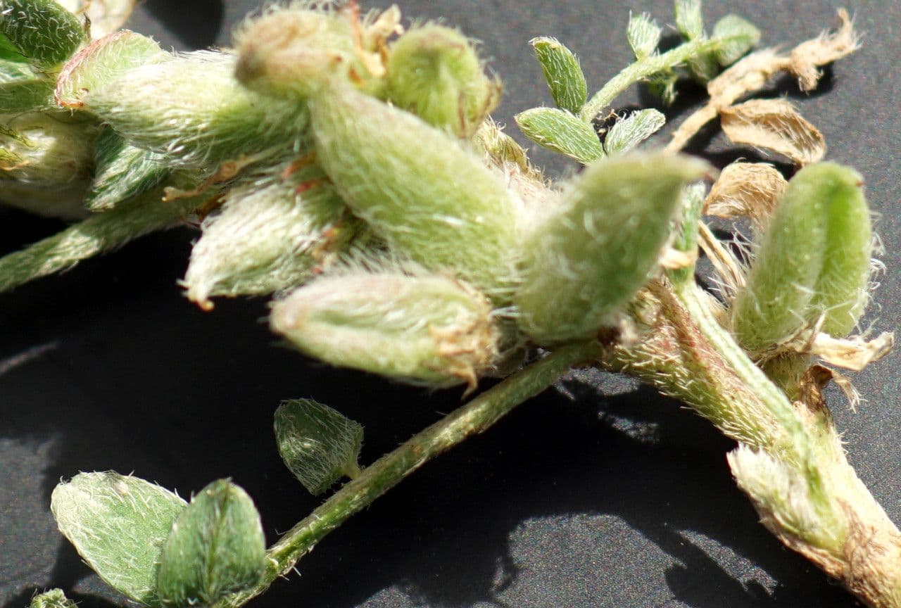 Astragalo 2