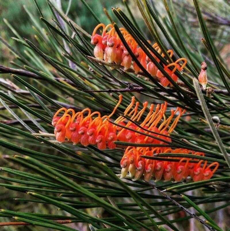 Grevillea
