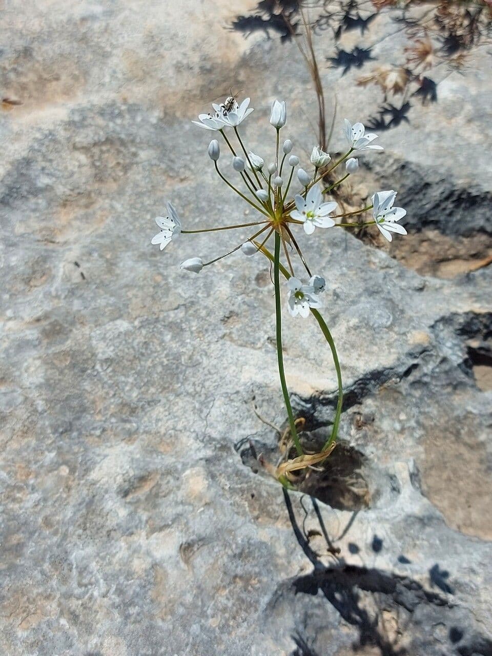 Aglio peloso 10
