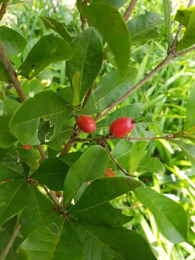 Synsepalum 2