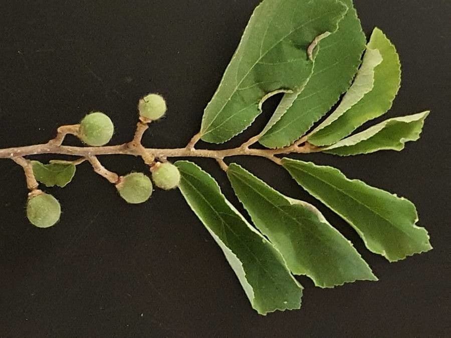 Grewia 11