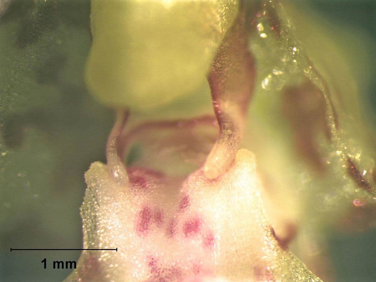 Leochilus 17