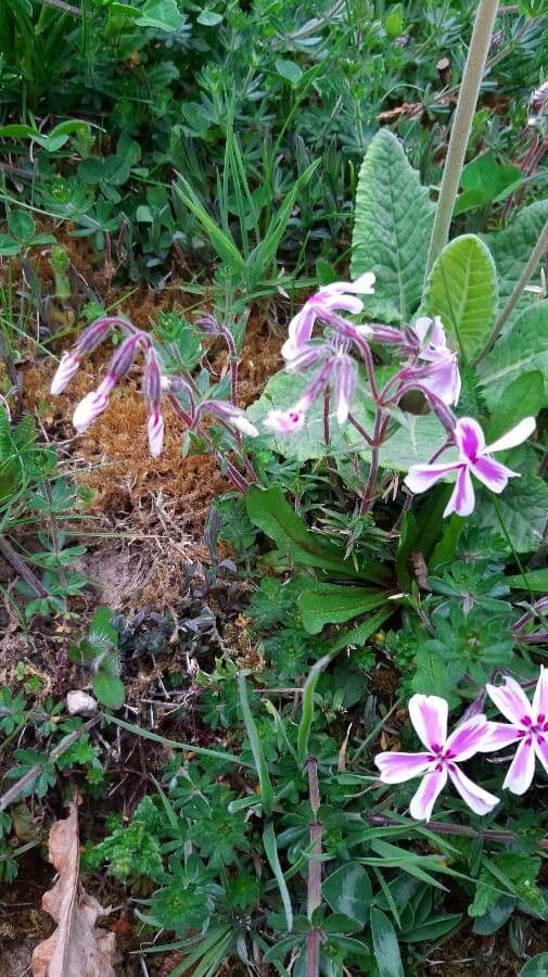 Phlox subulato 26
