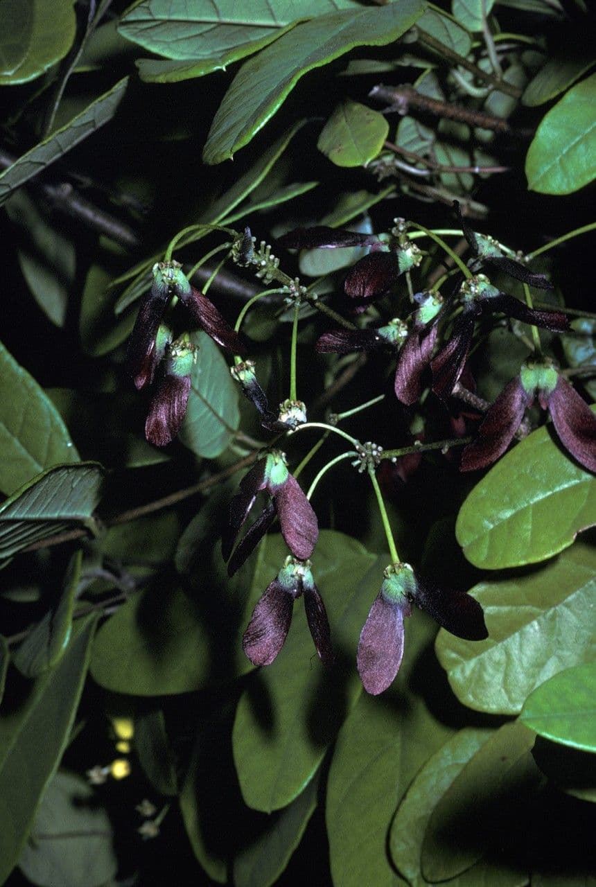 Stigmaphyllon