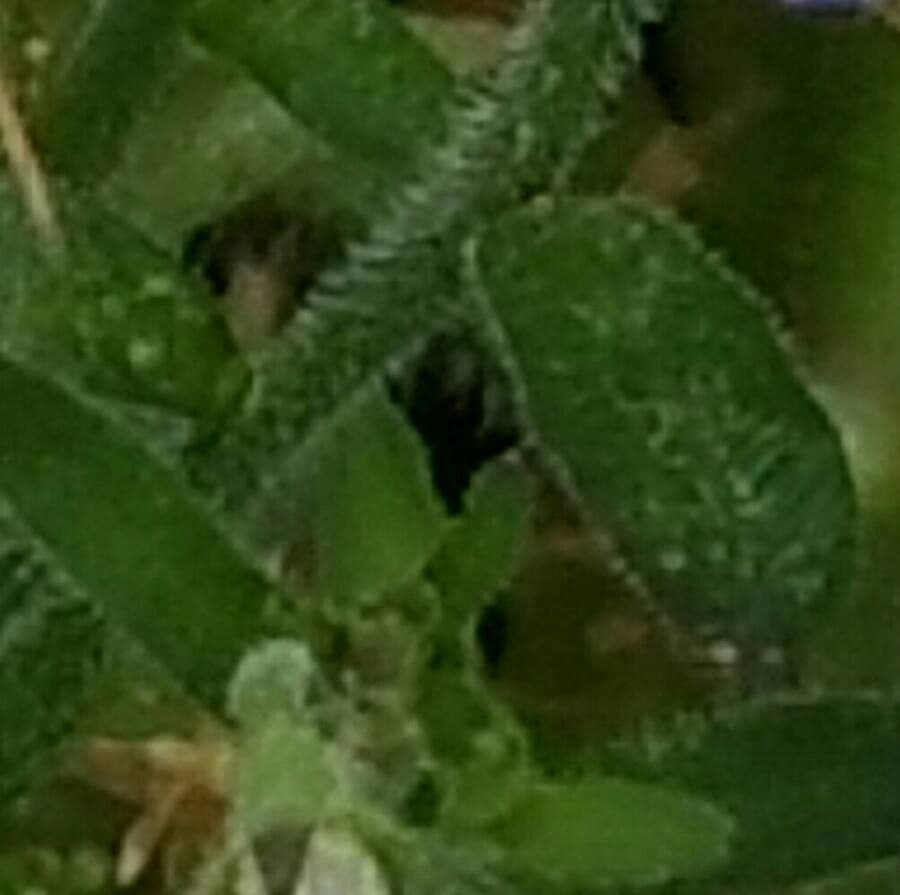 Lobelia puberula 16