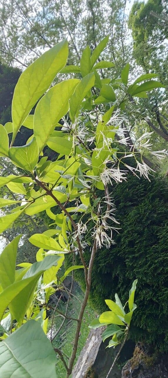 Chionanthus 15