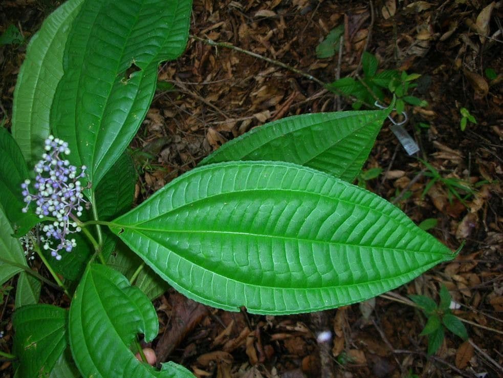 Miconia 10