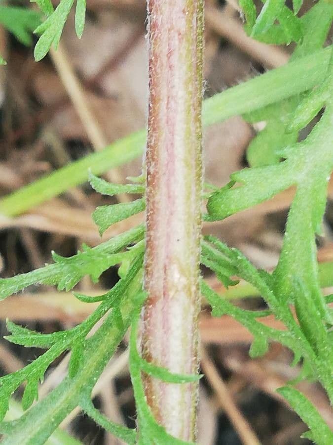 Achillea ligustica 20