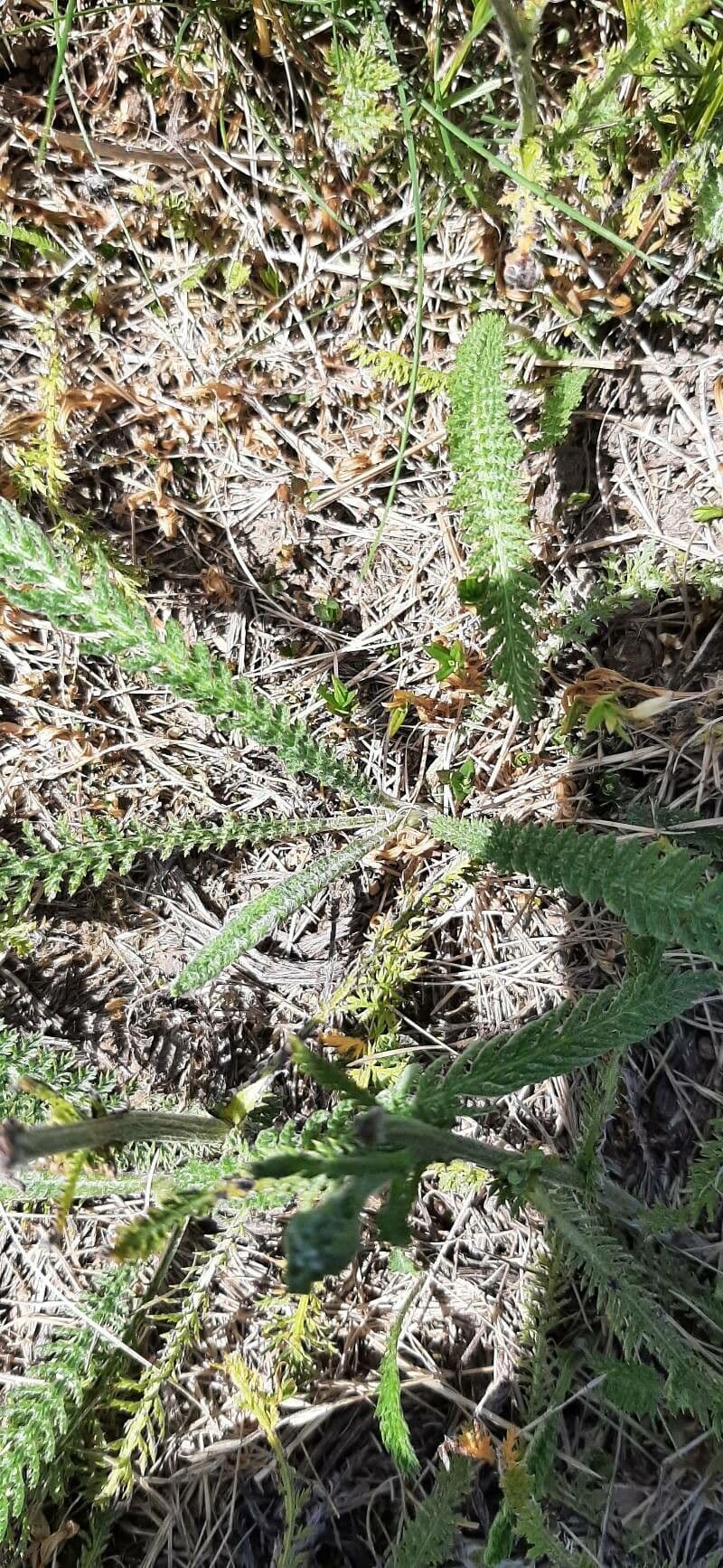 Achillea tomentosa 16