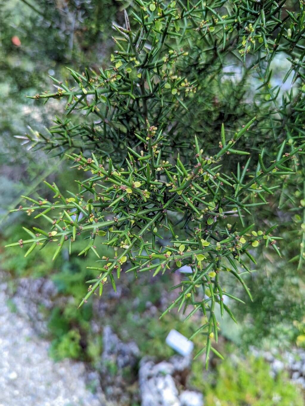 Colletia 11