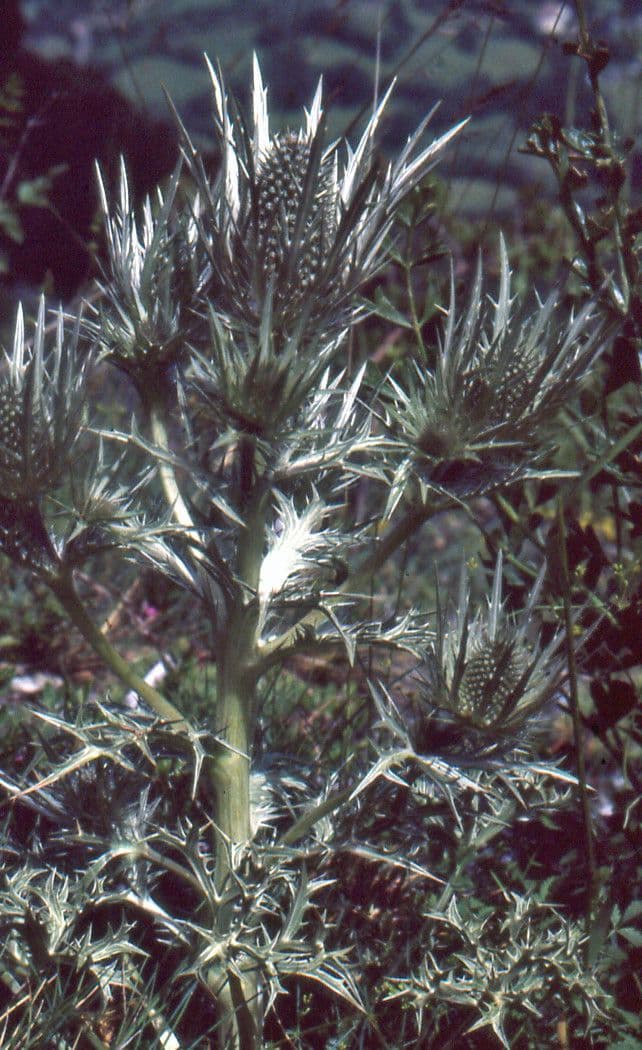 Panicaut blanc 11