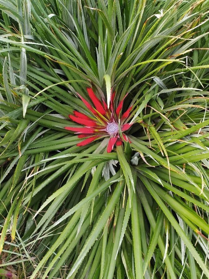 Bromelia 3