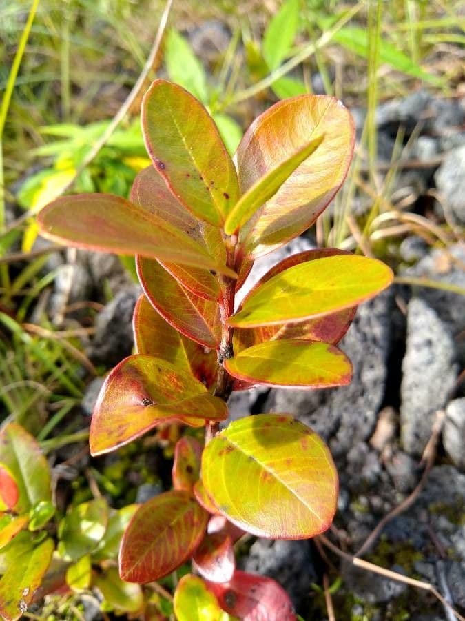 Metrosideros polymorpha 12