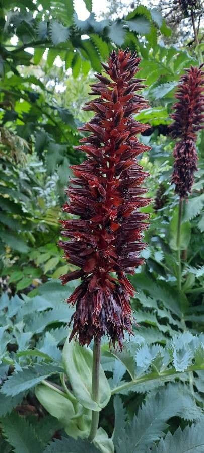 Melianthus maggiore 10