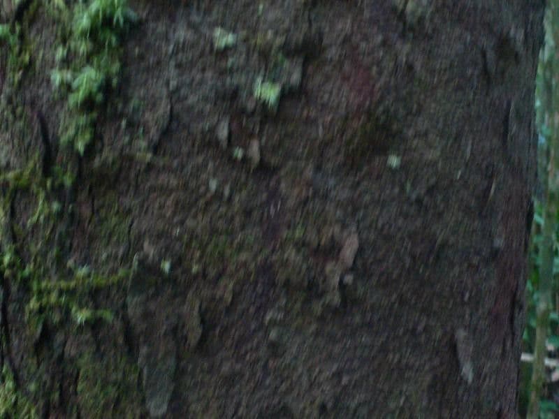 Vantanea 3