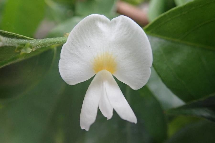 Baphia nitida