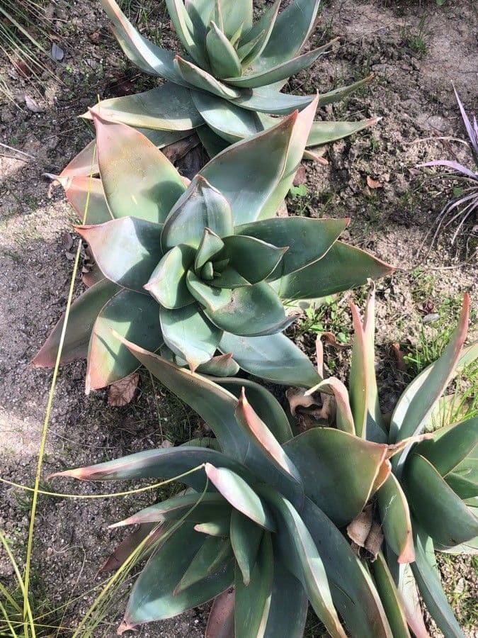 Aloe striata 8