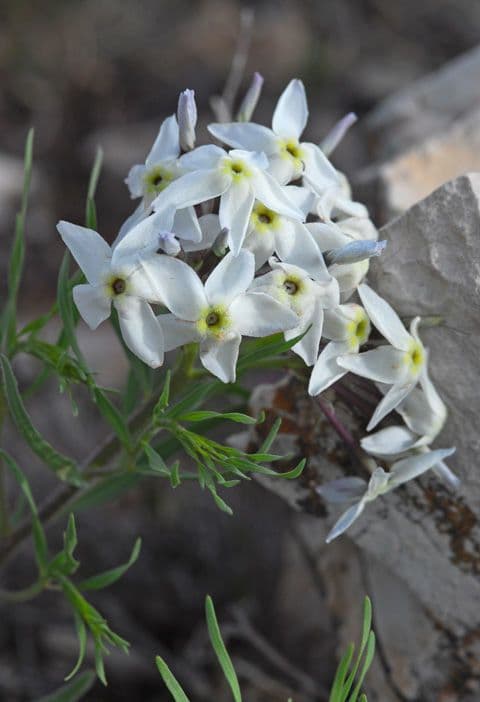 Amsonia