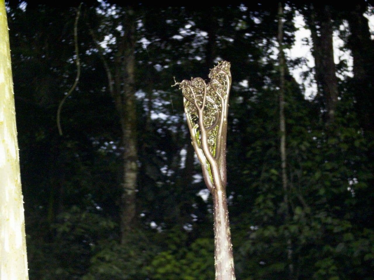 Dracontium 25